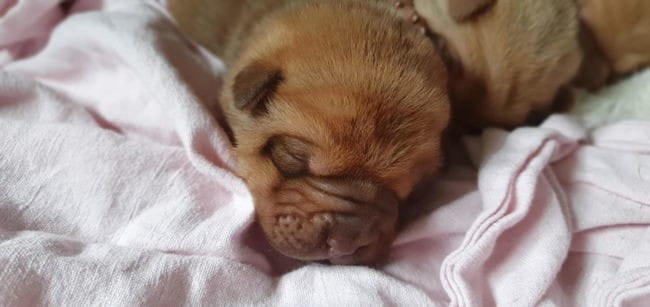 Chiot Shar pei