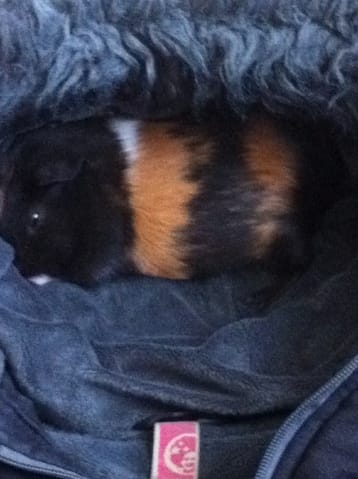 Besoin d'aide : grossesse de ma cochon d'inde