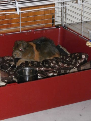 Voila quelque nouvelle de mon chon Fripouille 