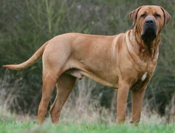 quel est cette race de chien
