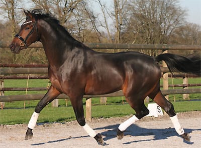 quel est cette race de cheval