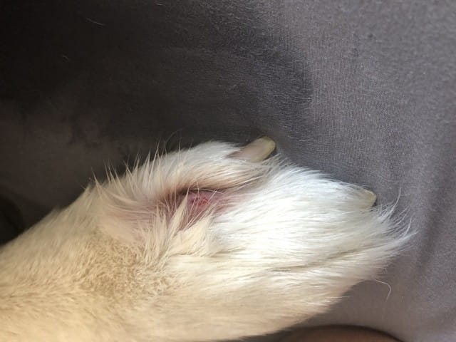 aide blessure à la patte