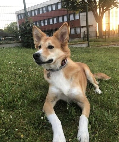 De qu’elle race et ma chienne ?