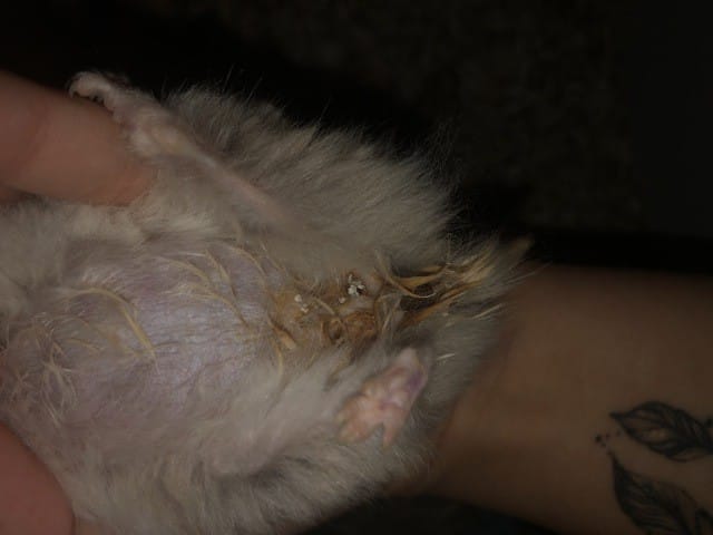 problème parties intimes hamster