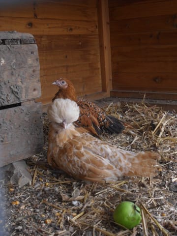 Nouvelles poules