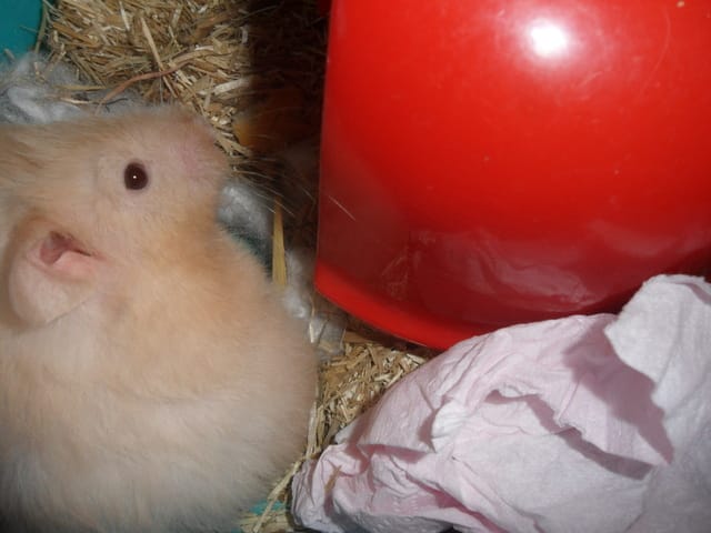 Mon nouveau hamster