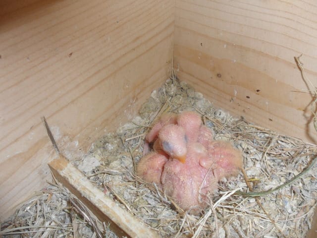 Bébés inséparables 