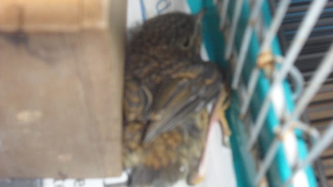 Bébé oiseau trouvé 