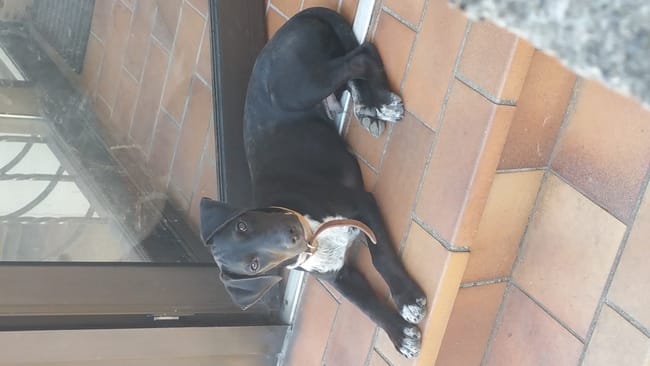 Question sur le croisement de mon chien