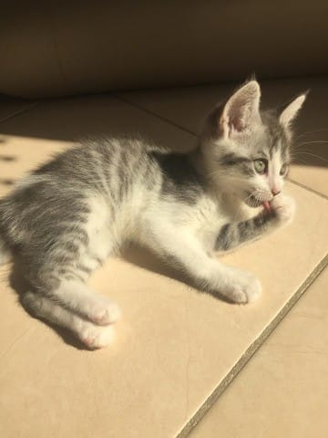 poil long ou court ?