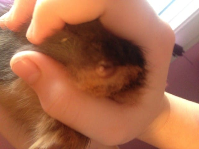 Sexage bébé cochon d'Inde 3 semaine et demi