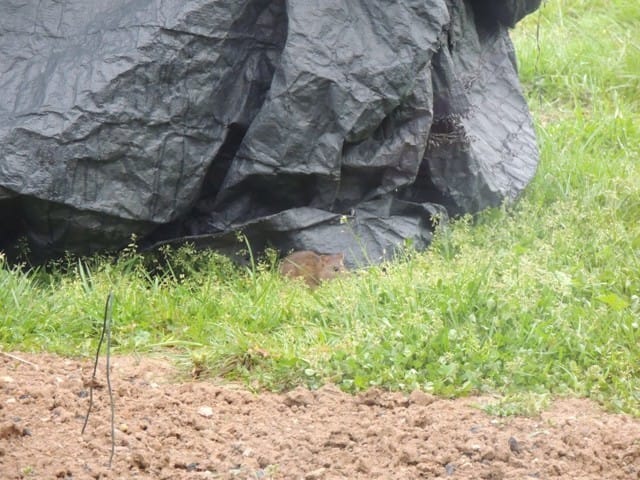 Rat ? Souris ? Ou autre ?