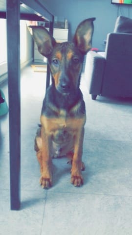Mon chiot brusque