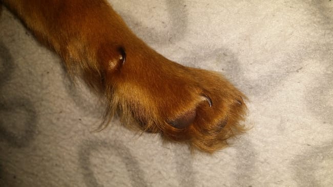 Griffes d'un chiot