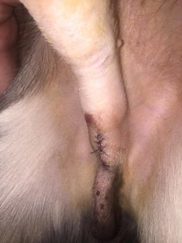 Fino, * Corgi, 2 jours post-castration, besoin d'avis !