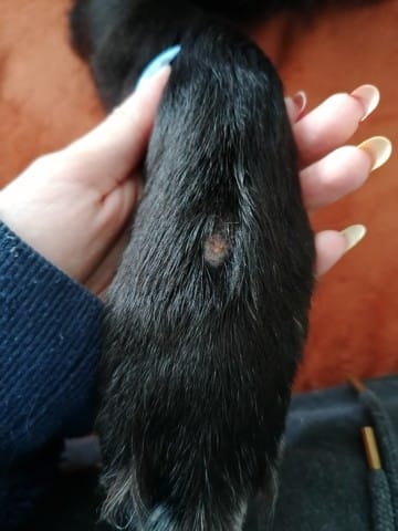 Mon chien a une blessure