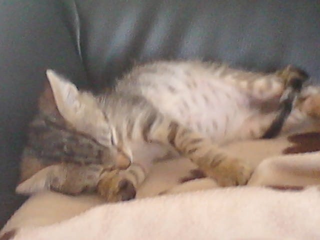 Photo d'Echo & Crapule :)