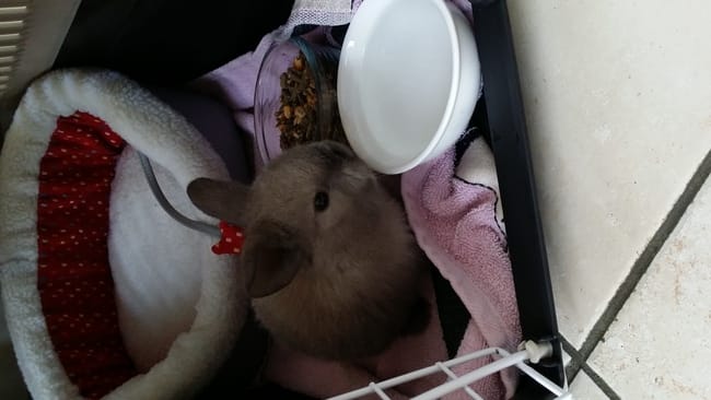 présentation de mon bébé lapin ! 