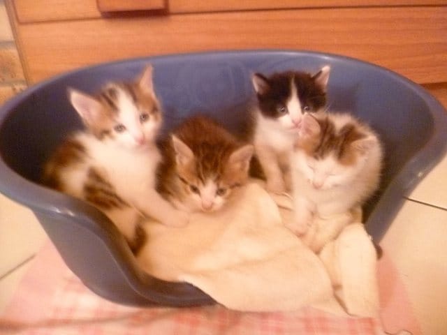 chatons perdus dans le 73