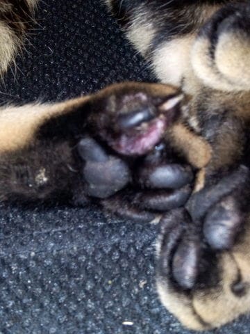 Abcès entre les coussinets ?