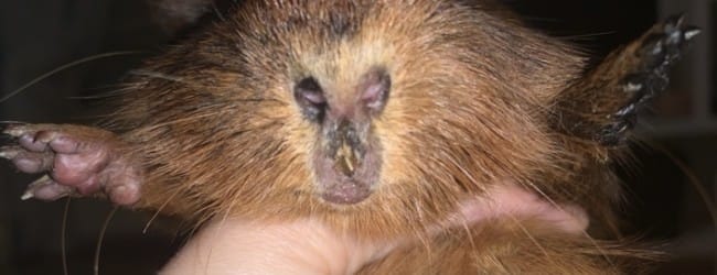 URGENT Cochon d’Inde lèvre collée