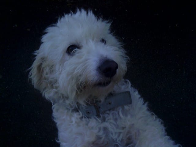 des nouvelles de junior le petit bichon " trop gros "