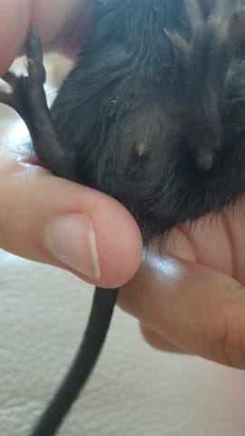 Gerbille mâle ou femelle ?