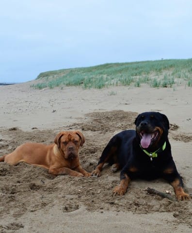 adopter un chiot avec un dogue de bordeaux