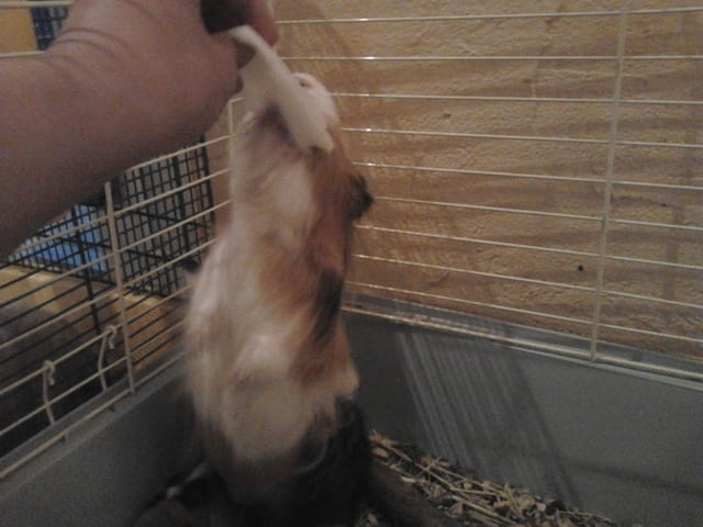 jeux pour cochon d'inde.