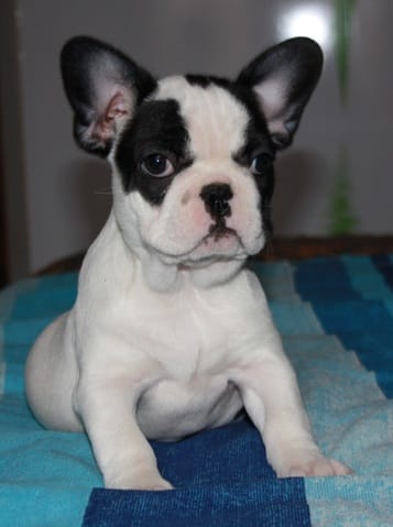 Nom pour mon nouveau chiot