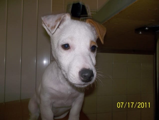 Mon chiot a 3 mois !