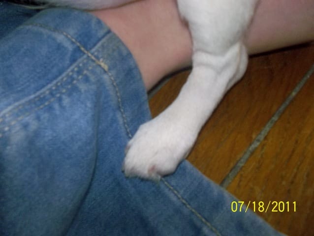 Mon chiot est tombé et il boite...