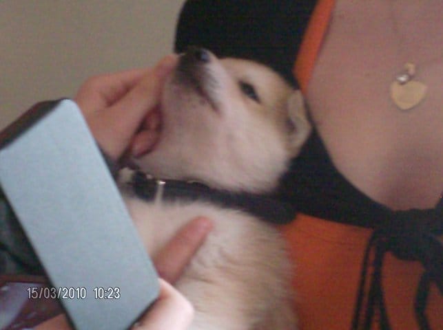 je cherche un nom pour une chienne