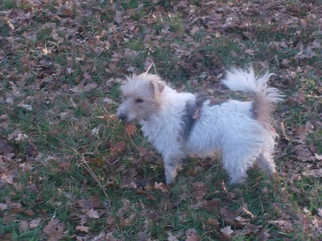 quel race de chien avez vous ?