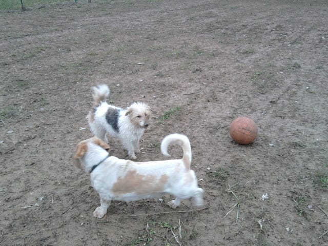 Quels sont les signes qu'une chienne va accoucher ?