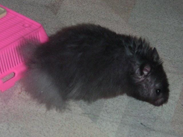 Quelle est votre race de hamster préférée ?