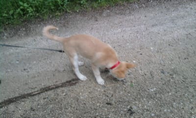 la promenade de canelle