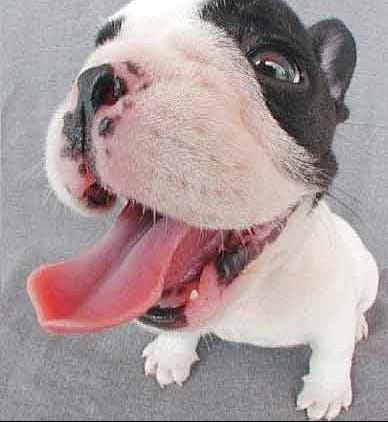 inspiration pour plusieur tooniz