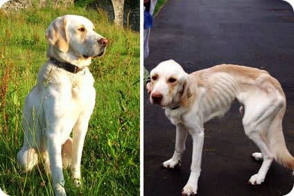 Maltraitance - Un chien défenestré sauvé par un passant