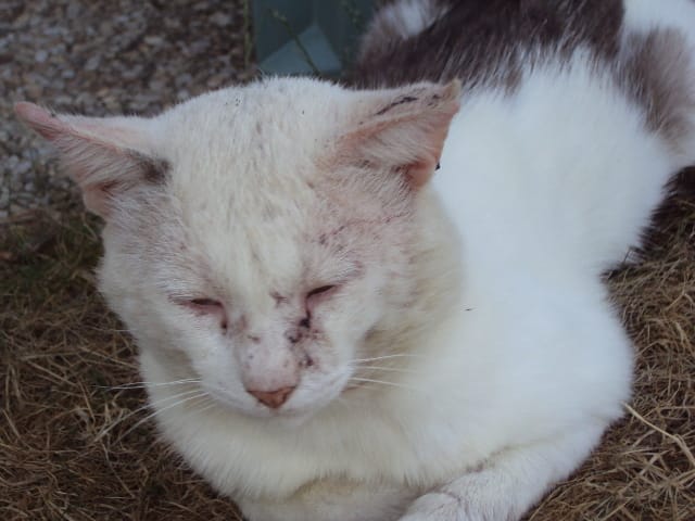 Chat maltraité : que faire ???