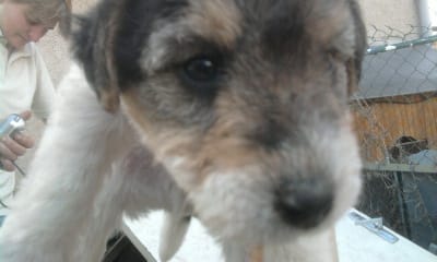 des nouvelle de eky et nigna et chienne a donner