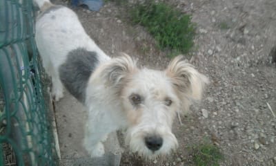 chienne fox a donner !!!!