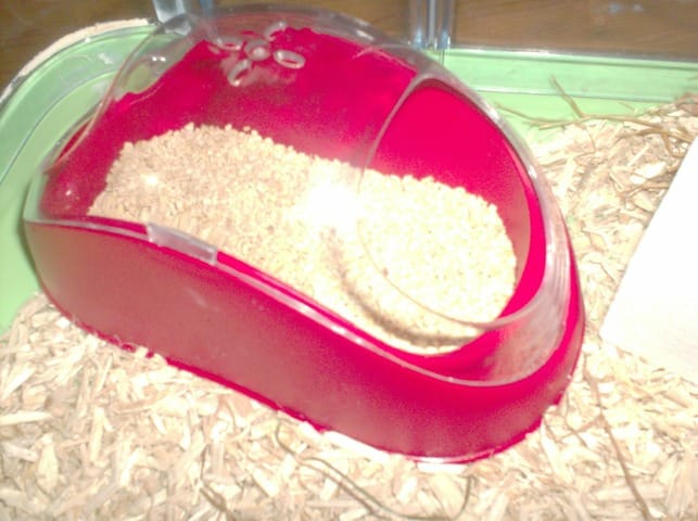 Toilettes pour hamster
