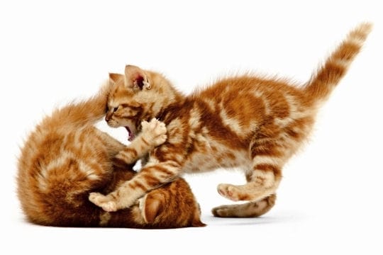 super belle photos de chat