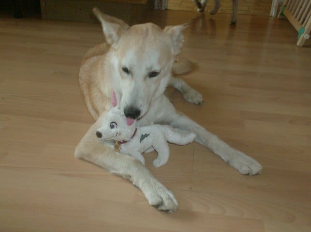 nouvelle de moi et de mes animaux