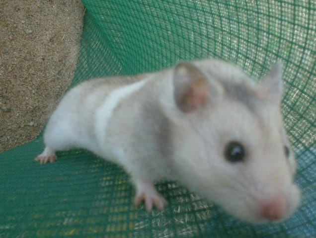 mimi deja 1 ans que tu es morte =(