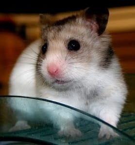 petit hamster a adopter dans un refuge dans les Yvelines 