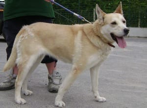 sosie de canelle a adopter 