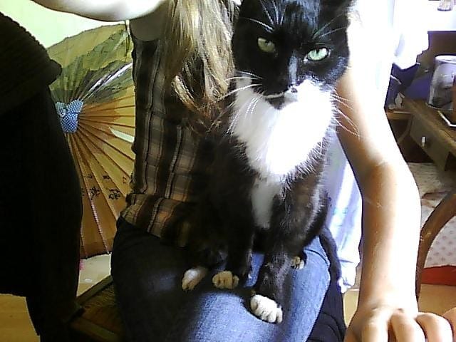 Ma chatte Miss a disparu !