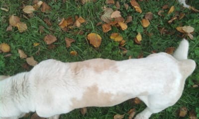 samy, un chien laissé sans surveillance